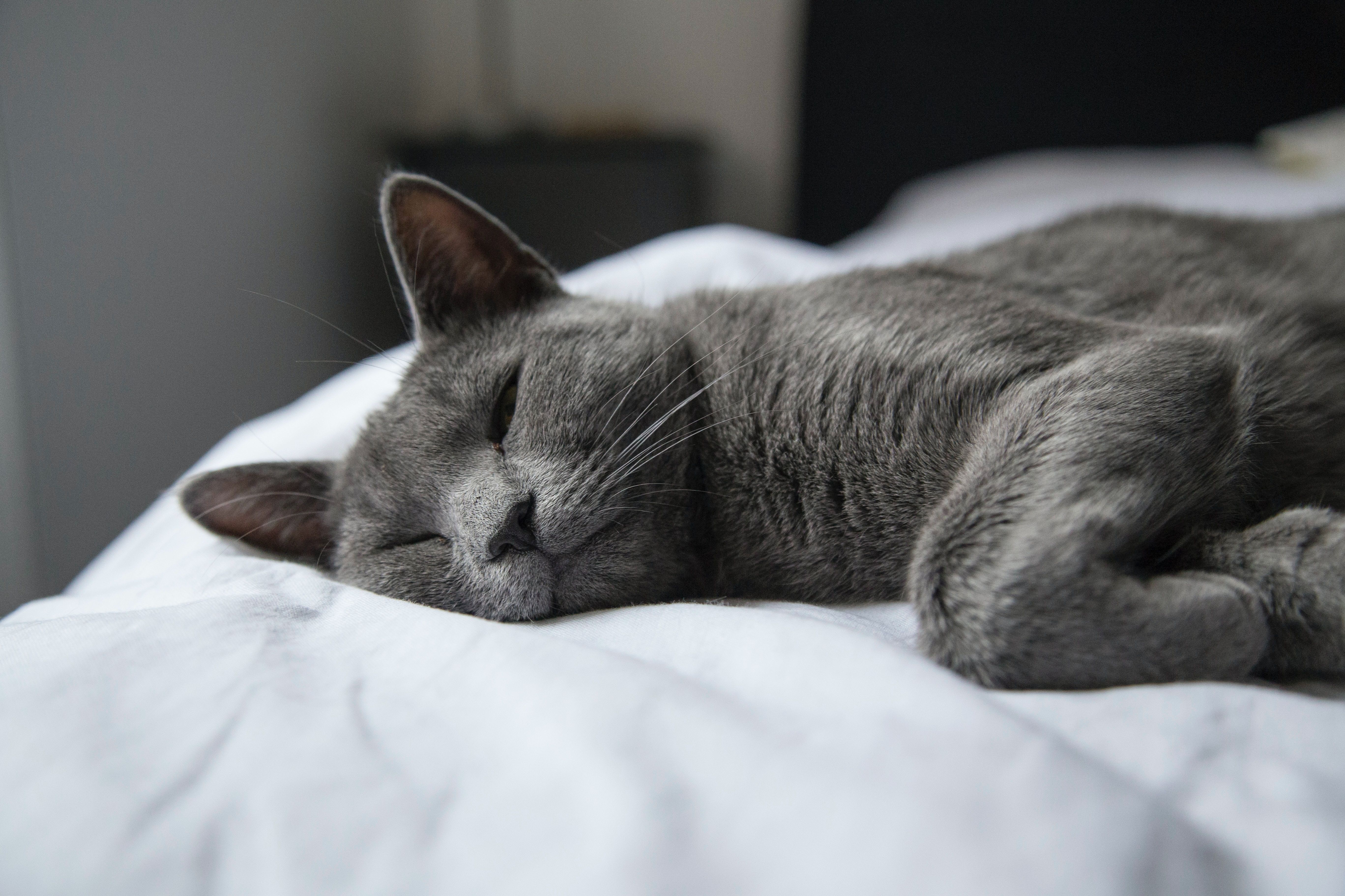 Кот дремот в реальной жизни. Спящий кот. Спящие котики. Сонный котик.