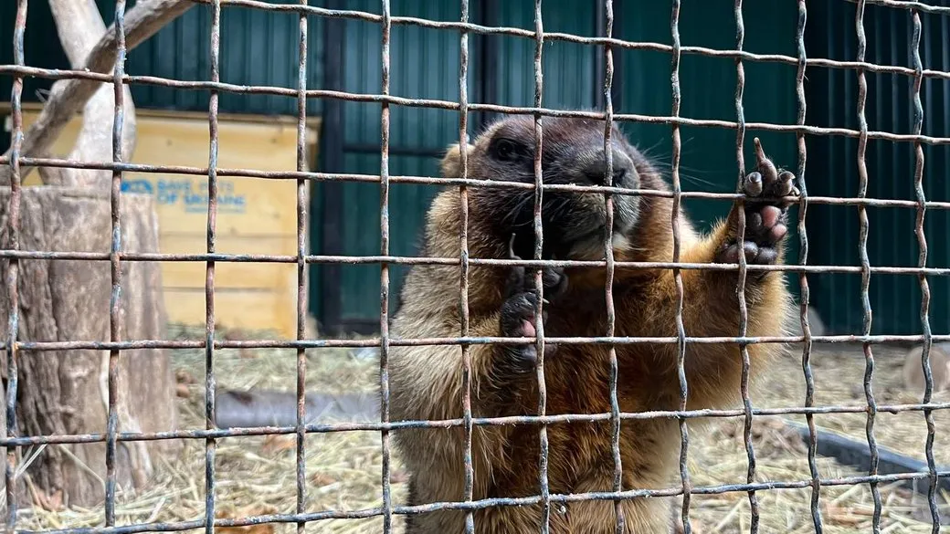Прогноз на весну от сурка Романа Прогноз на весну от сурка Романа