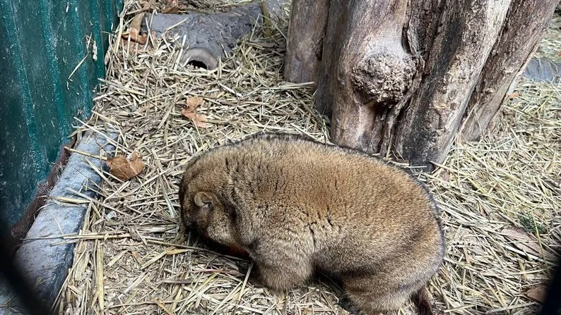 Прогноз на весну от сурка Романа Прогноз на весну от сурка Романа
