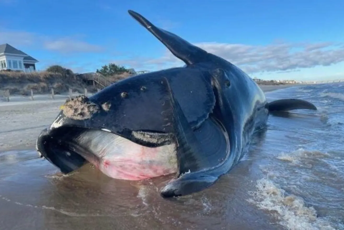 Мертвый кит в Северной Атлантике выбросился на мель на Вирджиния-Бич в 2023 году