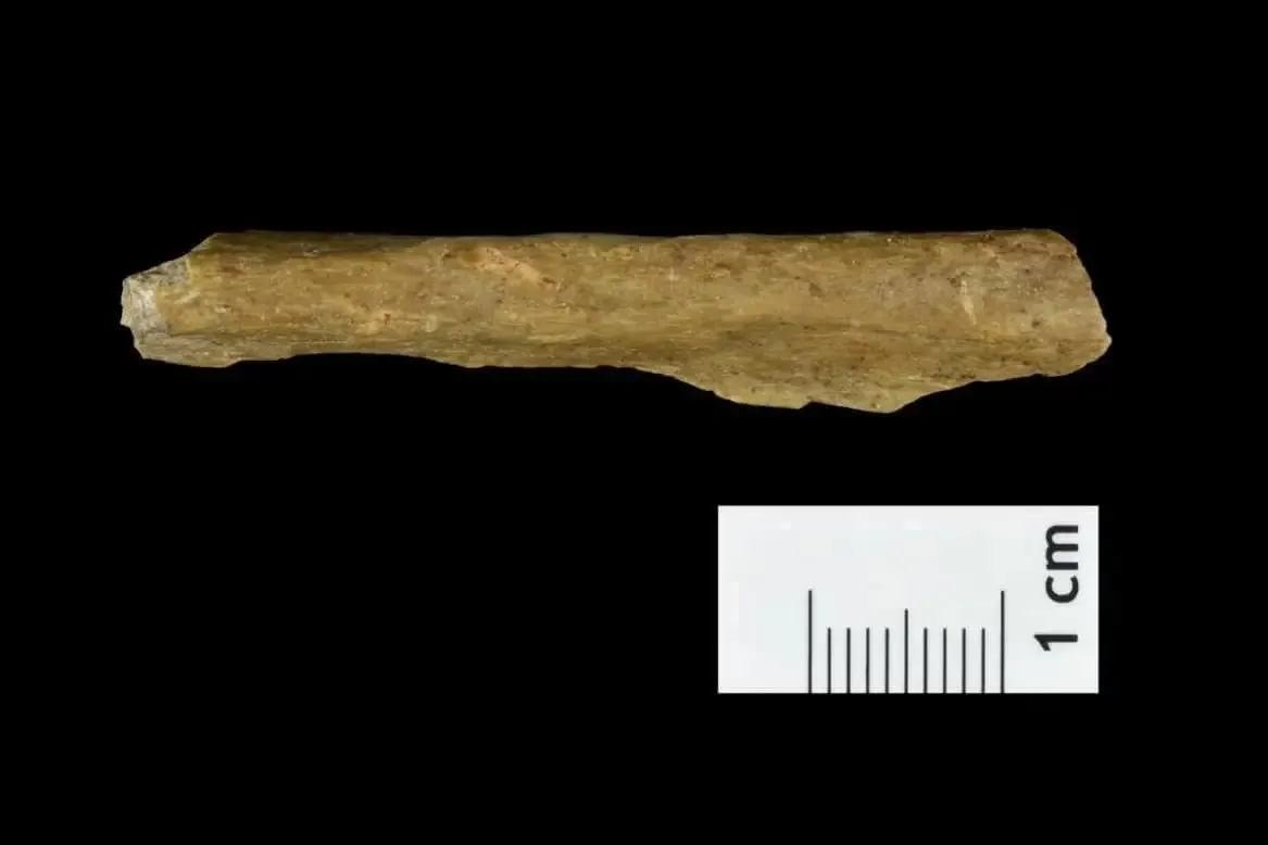 Фрагмент кістки людини віком 45000 років