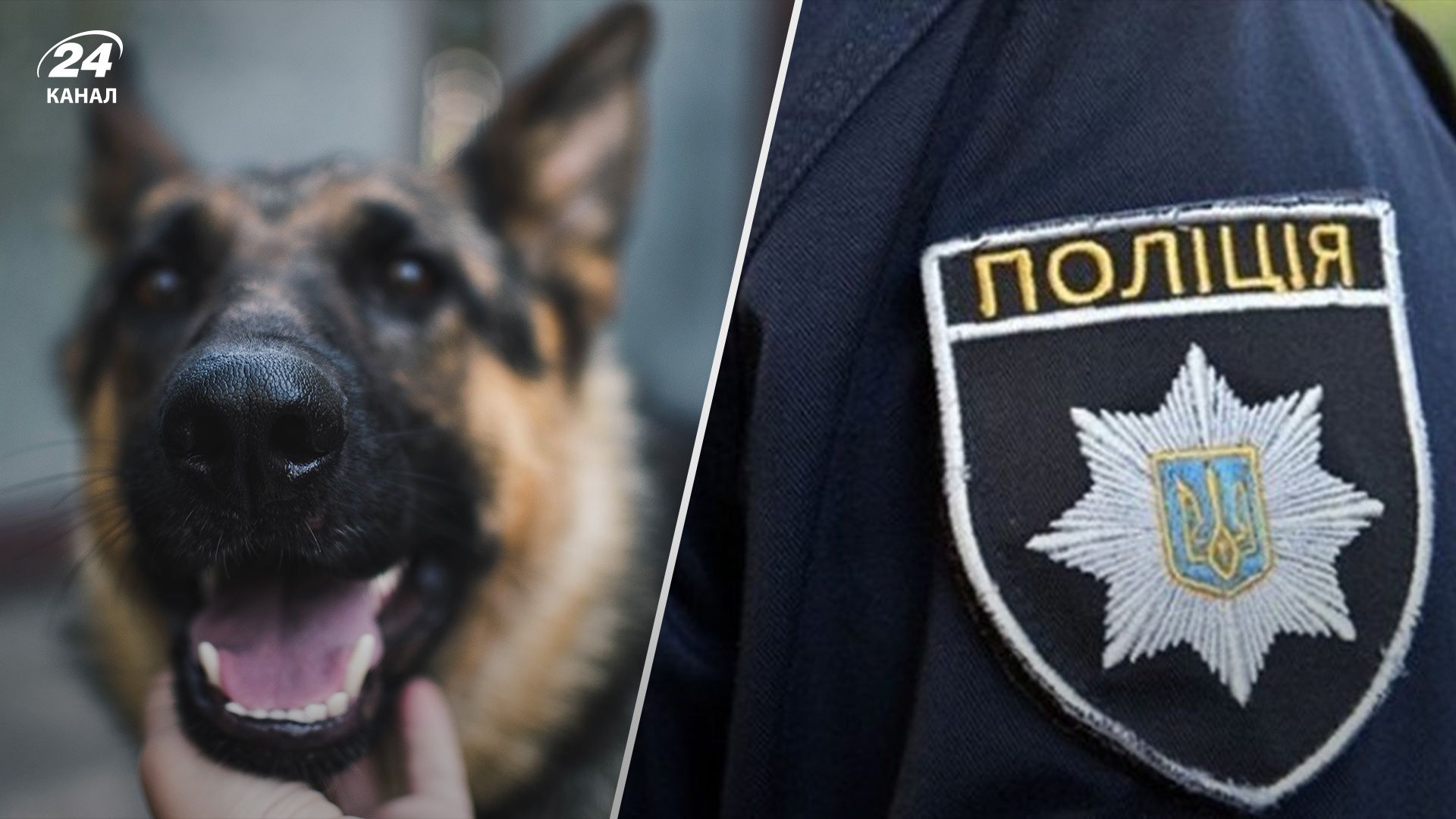 У Житомирі собака приніс людську ногу У Житомирі собака приніс людську ногу