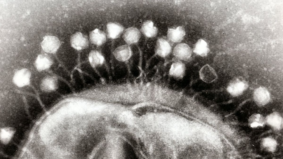 Ученые нашли в тибетском льду вирусы возрастом 15 000 лет Ученые нашли в тибетском льду вирусы возрастом 15 000 лет