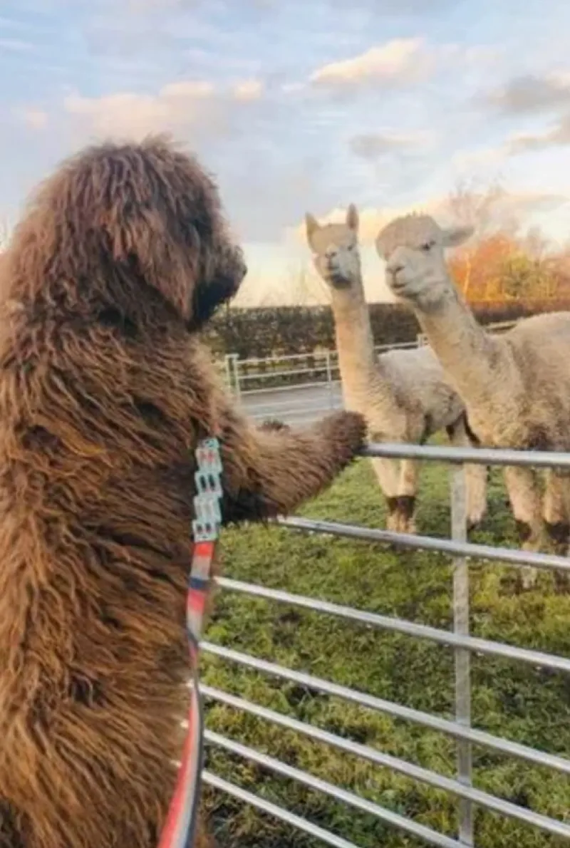 Собака зростом близько 182 сантиметри, коли стоїть на задніх лапах Собака зростом близько 182 сантиметри, коли стоїть на задніх лапах