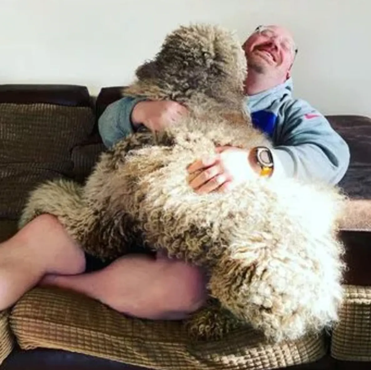 Пудель Роульф завжди намагається застрибнути на коліна свого господаря Пудель Роульф завжди намагається застрибнути на коліна свого господаря