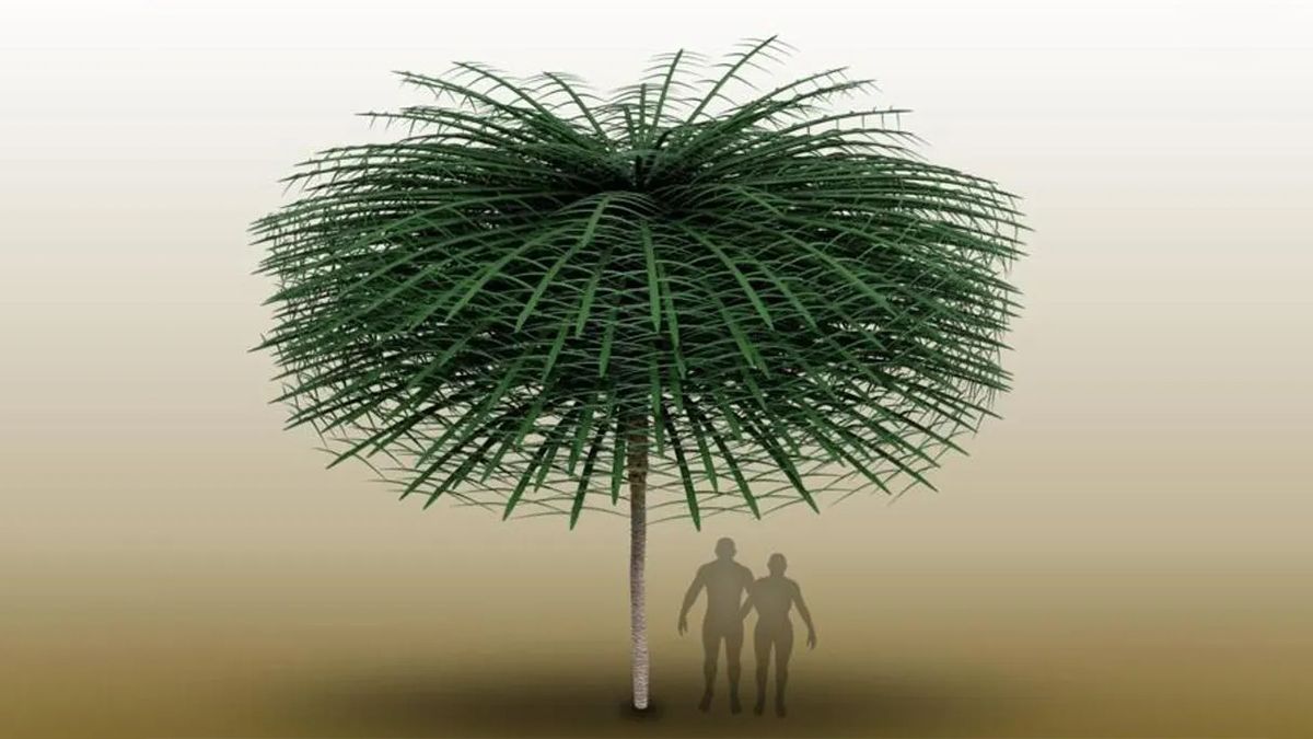 Вчені знайшли скам'янілі дерева, не схожі на жодне з відомих видів - Техно Вчені знайшли скам'янілі дерева, не схожі на жодне з відомих видів - Техно