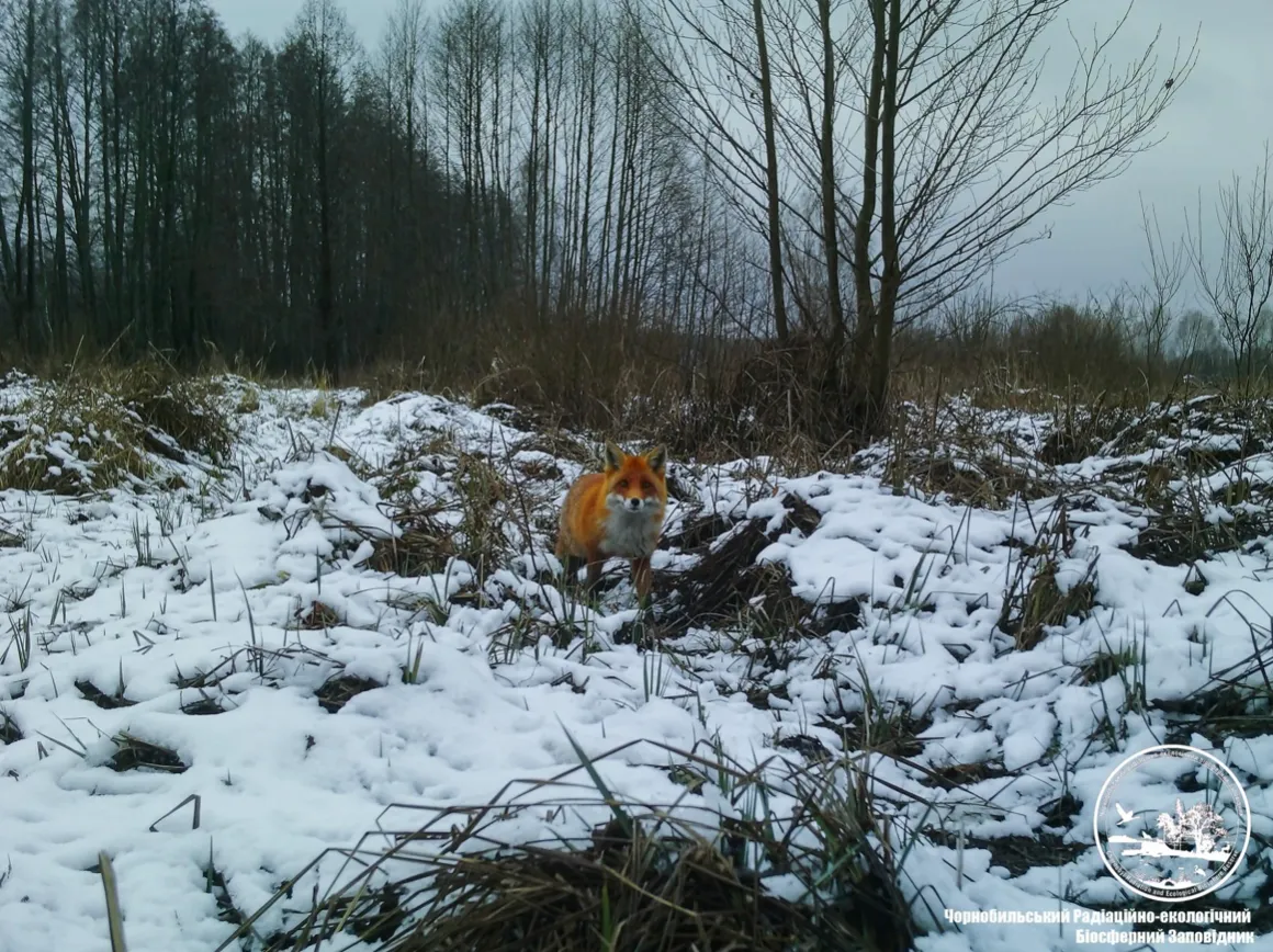 В Чорнобилі показали лисицю 