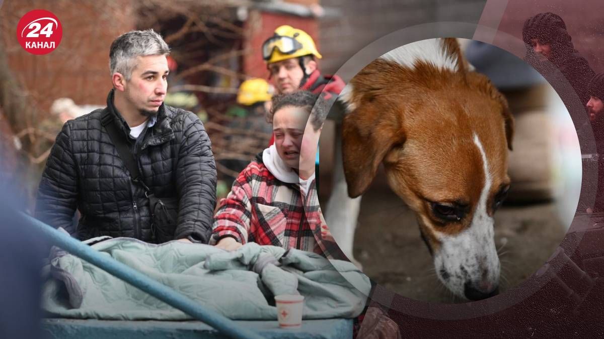 Під час обстрілу Києва постраждали дві собаки
