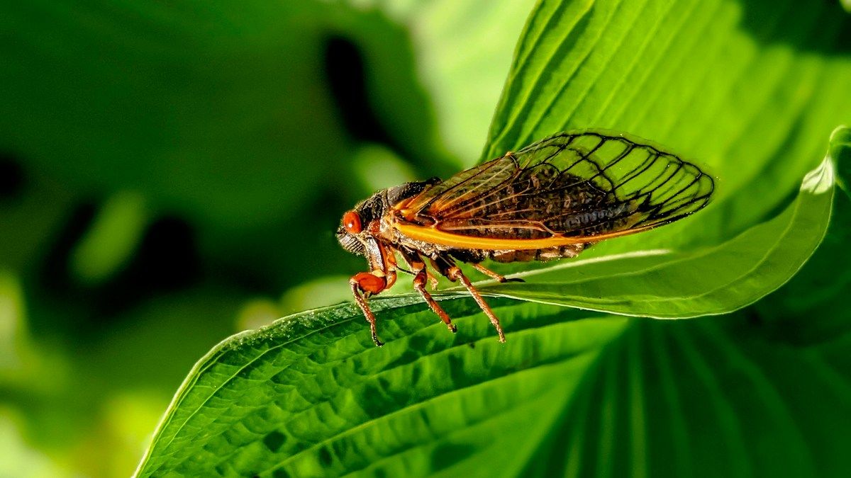 Два поколения цикад проснутся одновременно этой весной в США, обещая хаос