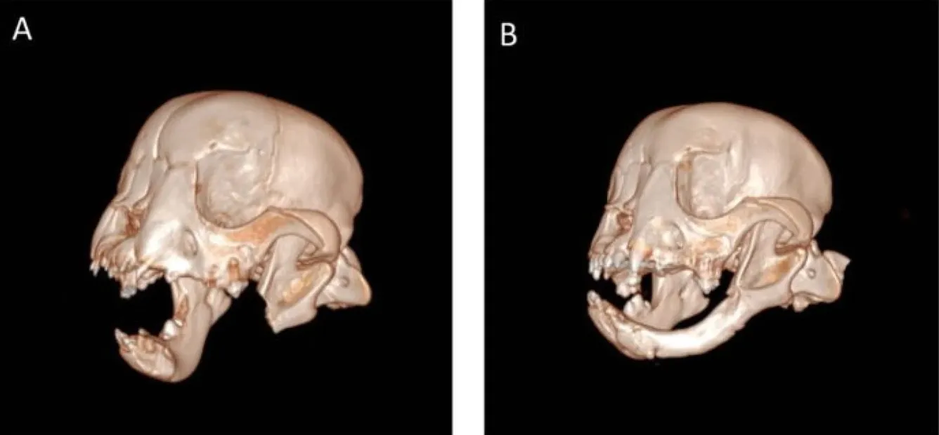 3D-сканы удаленной челюсти Тайсона сразу после операции (слева) и через восемь недель после нее (справа) с отросшей нижней челюстью