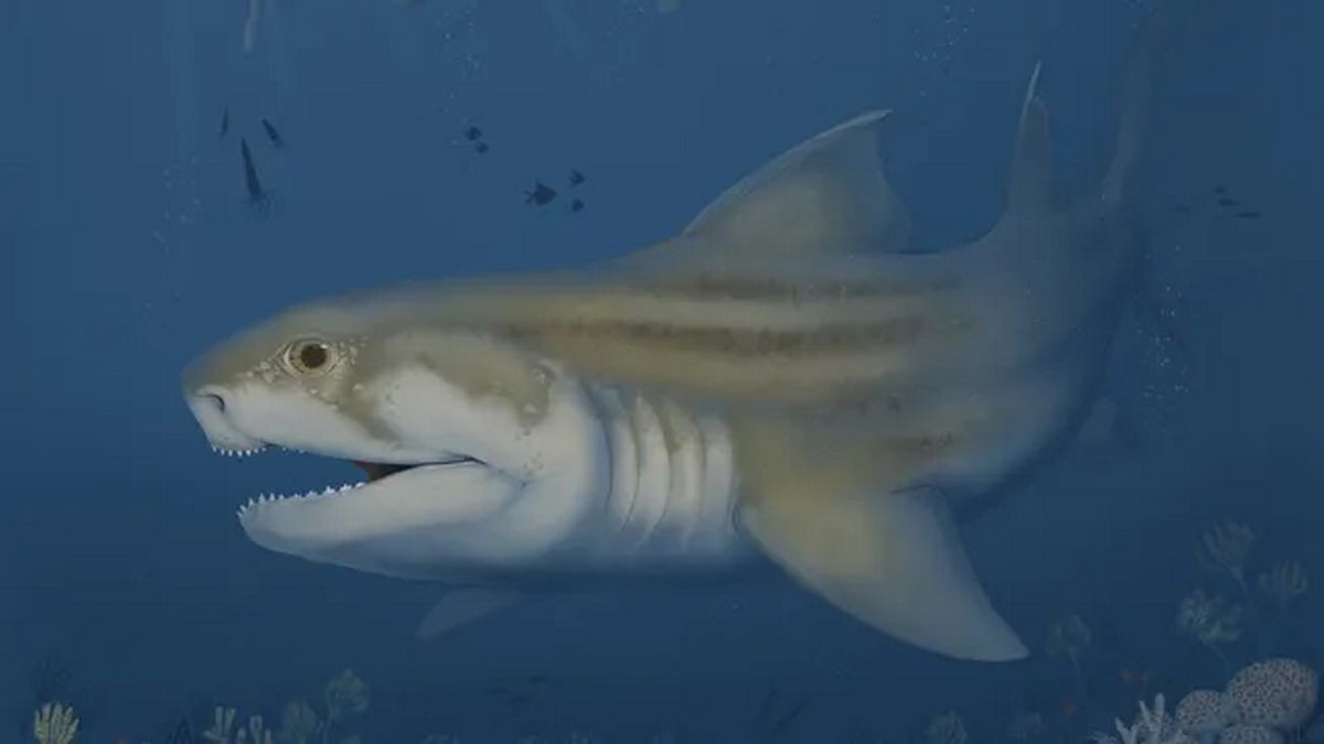 Десятки скам'янілих решток акул знаходять у печері в США