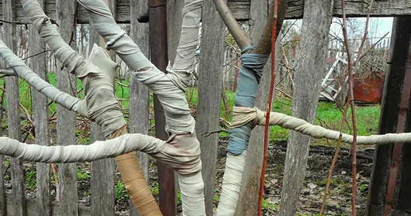 Важно защитить деревья от грызунов Важно защитить деревья от грызунов