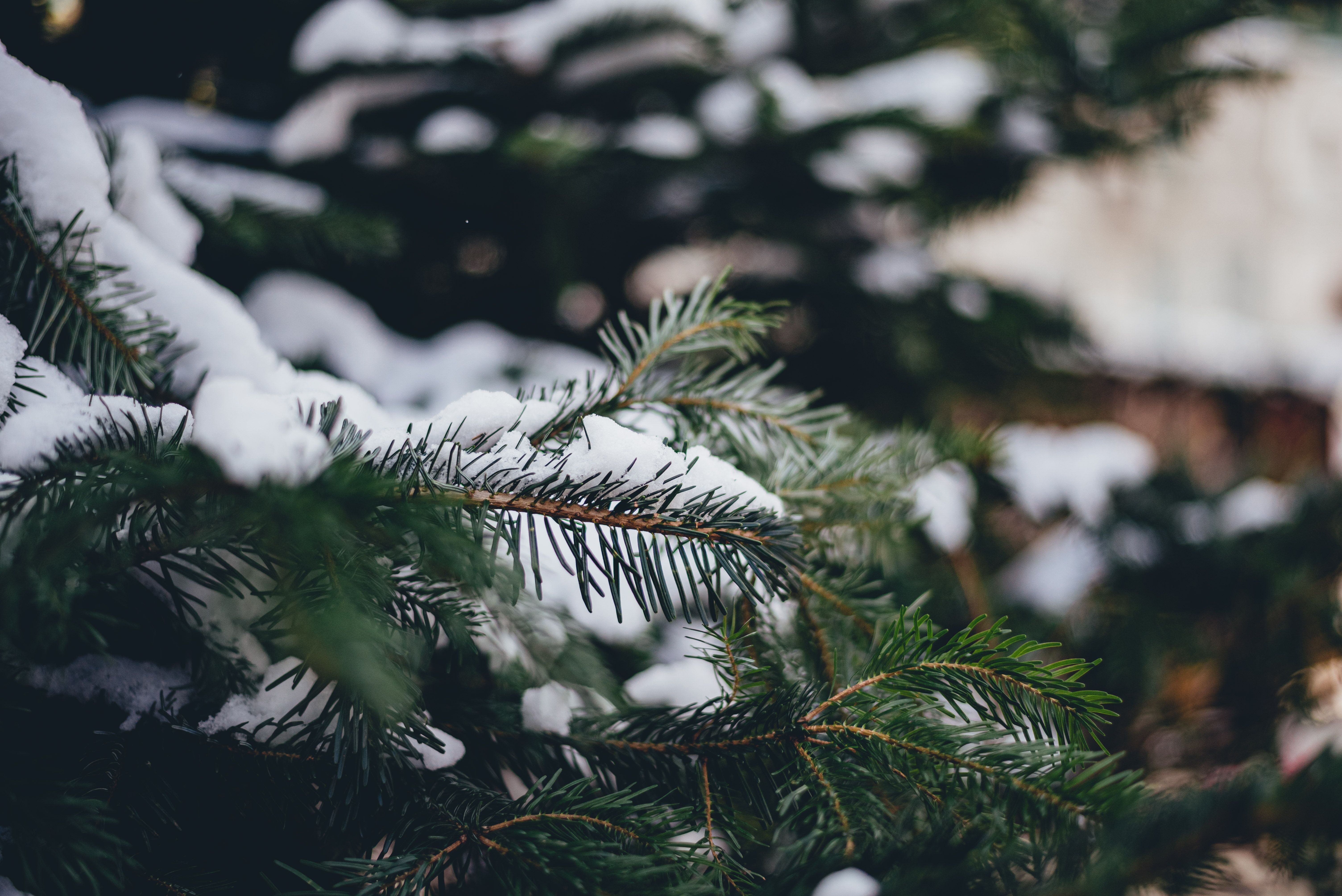 Какая будет погода весной 2024 года - 24 Канал Какая будет погода весной 2024 года - 24 Канал