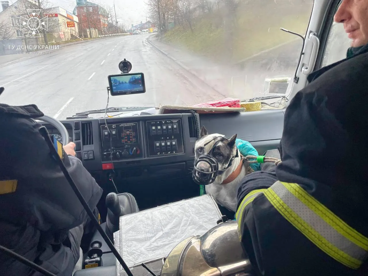 Собака тимчасово на перетримці у рятувальників