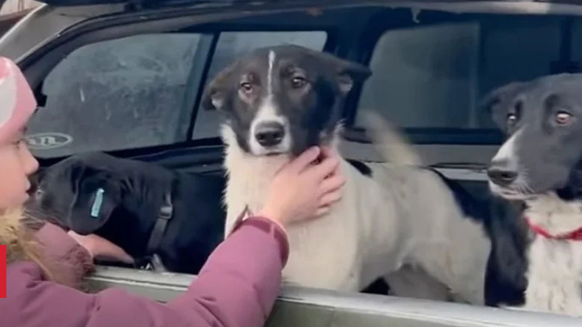 На Київщині невідомі вбили чотирьох собак На Київщині невідомі вбили чотирьох собак