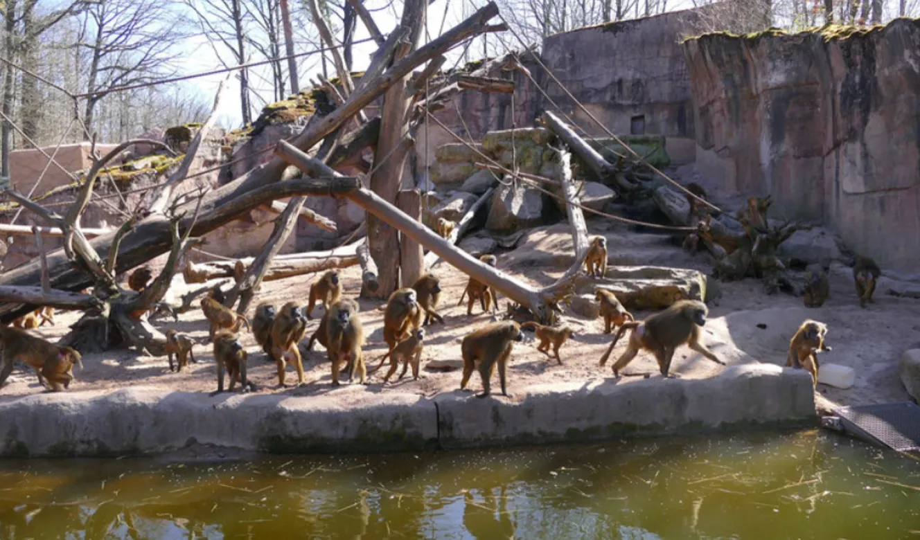 Частину мавп збираються передати на вивчення науковцям, а інших – згодувати хижакам