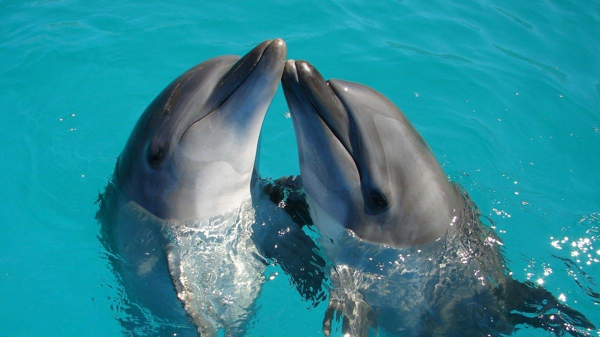 Как спят дельфины и киты – простое объяснение сложного вопроса