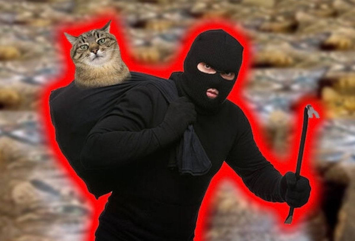 В соцсетях считают, что кота-блогера Степана украли