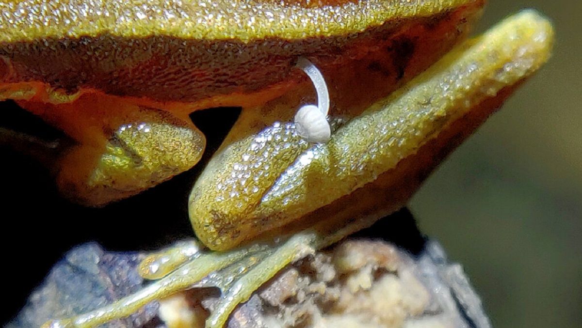 Гриб на поверхности тела живой лягушки