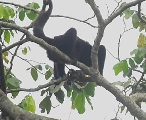 В первые мгновения жизни детеныш обезьяны едва не упал с высоты 15 метров 