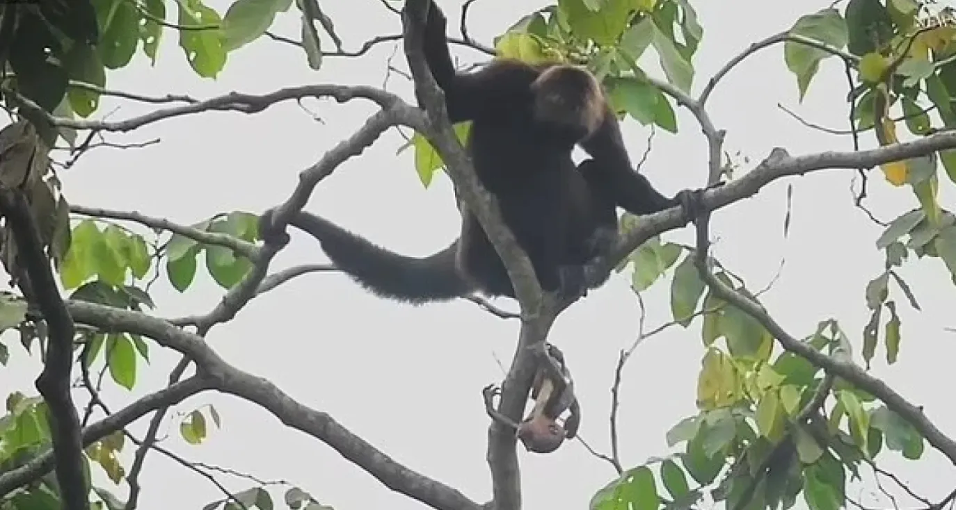 Детеныша спасла только пуповина Детеныша спасла только пуповина
