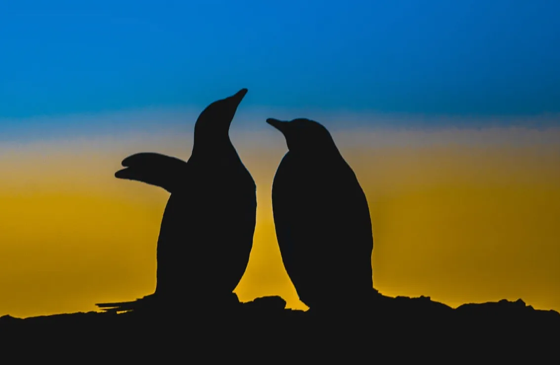 Влюбленные пингвины на сине-желтом закате солнца