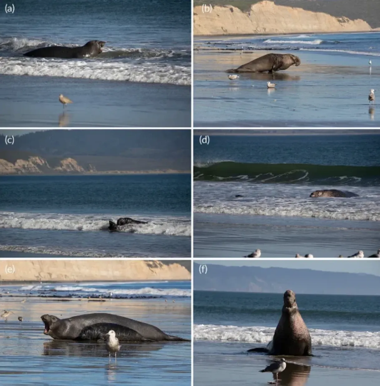 Самец морского слона спас чужого детеныша 