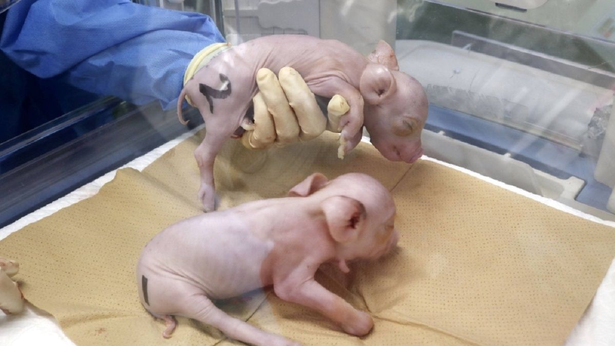 Клонированные поросята, рожденные с генетически модифицированными эмбрионами