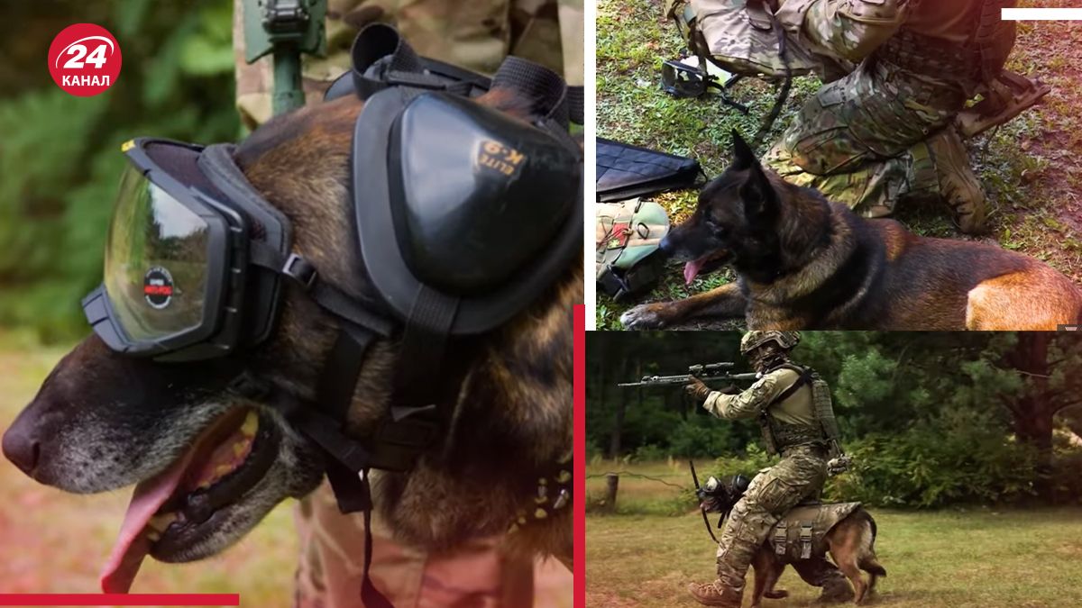 Як готують штурмових собак, які можуть першими іти в бій Як готують штурмових собак, які можуть першими іти в бій