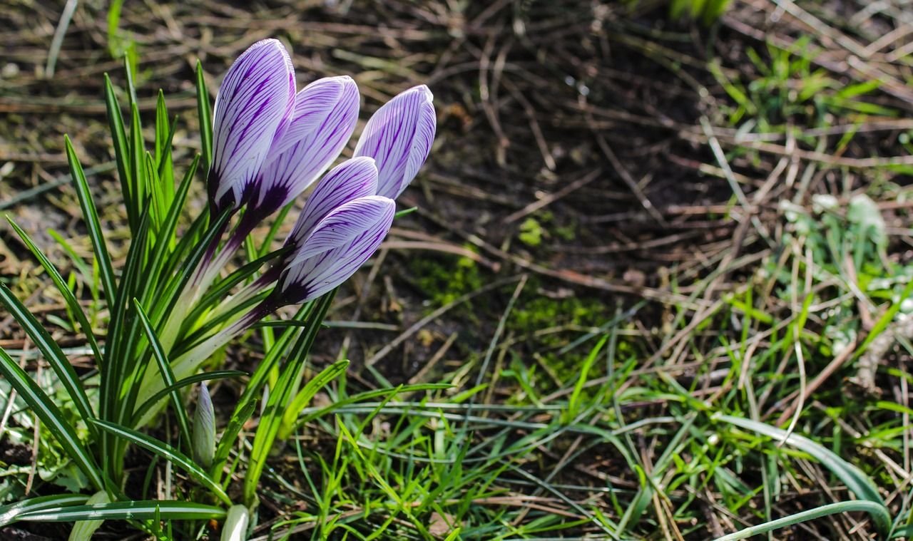 Коли буде метеорологічна весна - 24 Канал Коли буде метеорологічна весна - 24 Канал