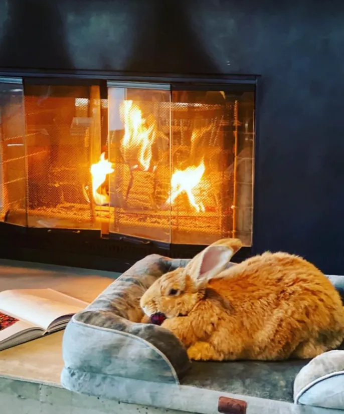 Трехлетний кролик стал местной знаменитостью в Сан-Франциско Трехлетний кролик стал местной знаменитостью в Сан-Франциско