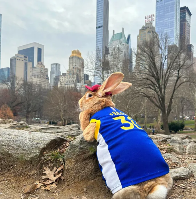 30-килограммовый кролик покоряет соцсети 30-килограммовый кролик покоряет соцсети