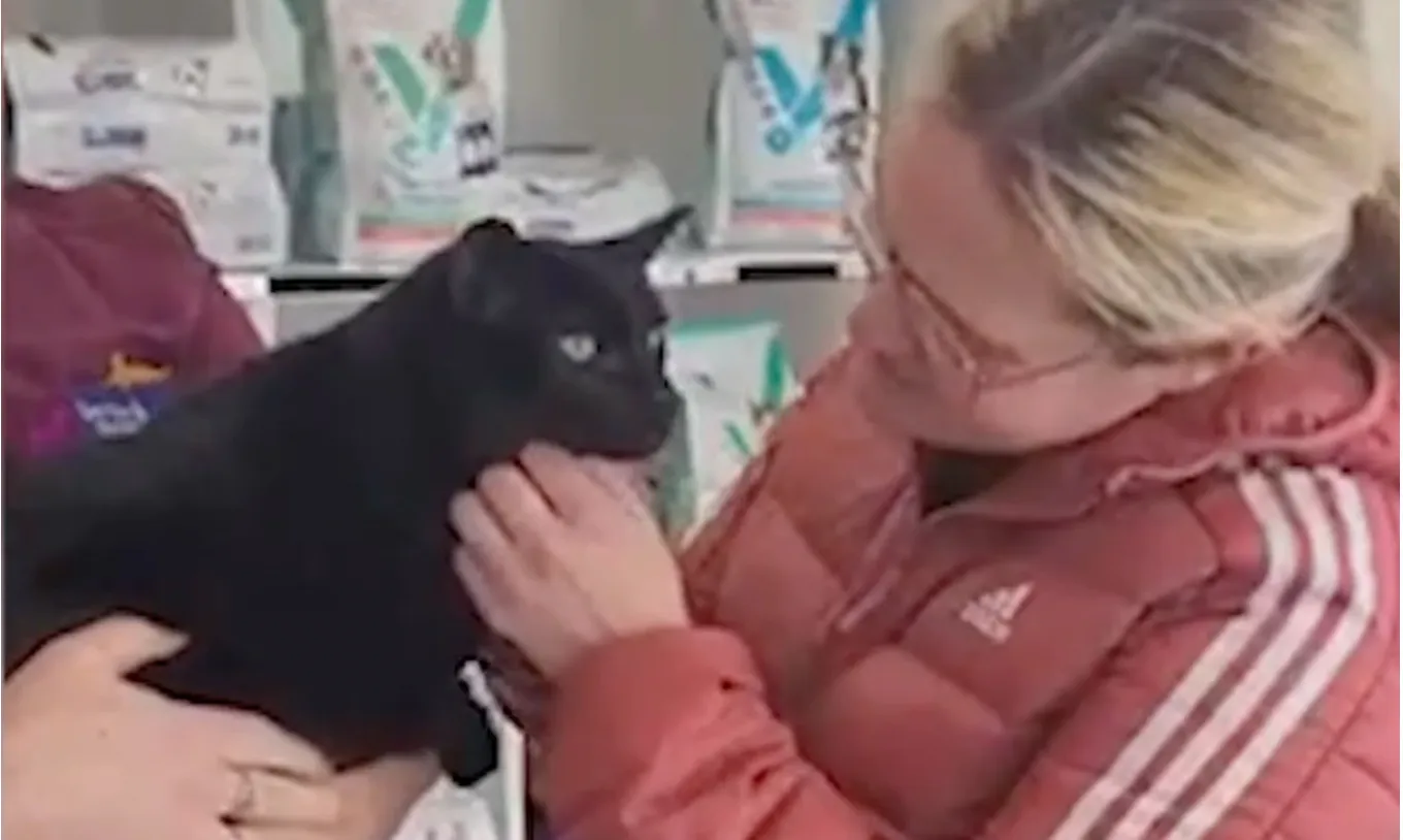 Кот по кличке Блуберри нашелся спустя 5 лет