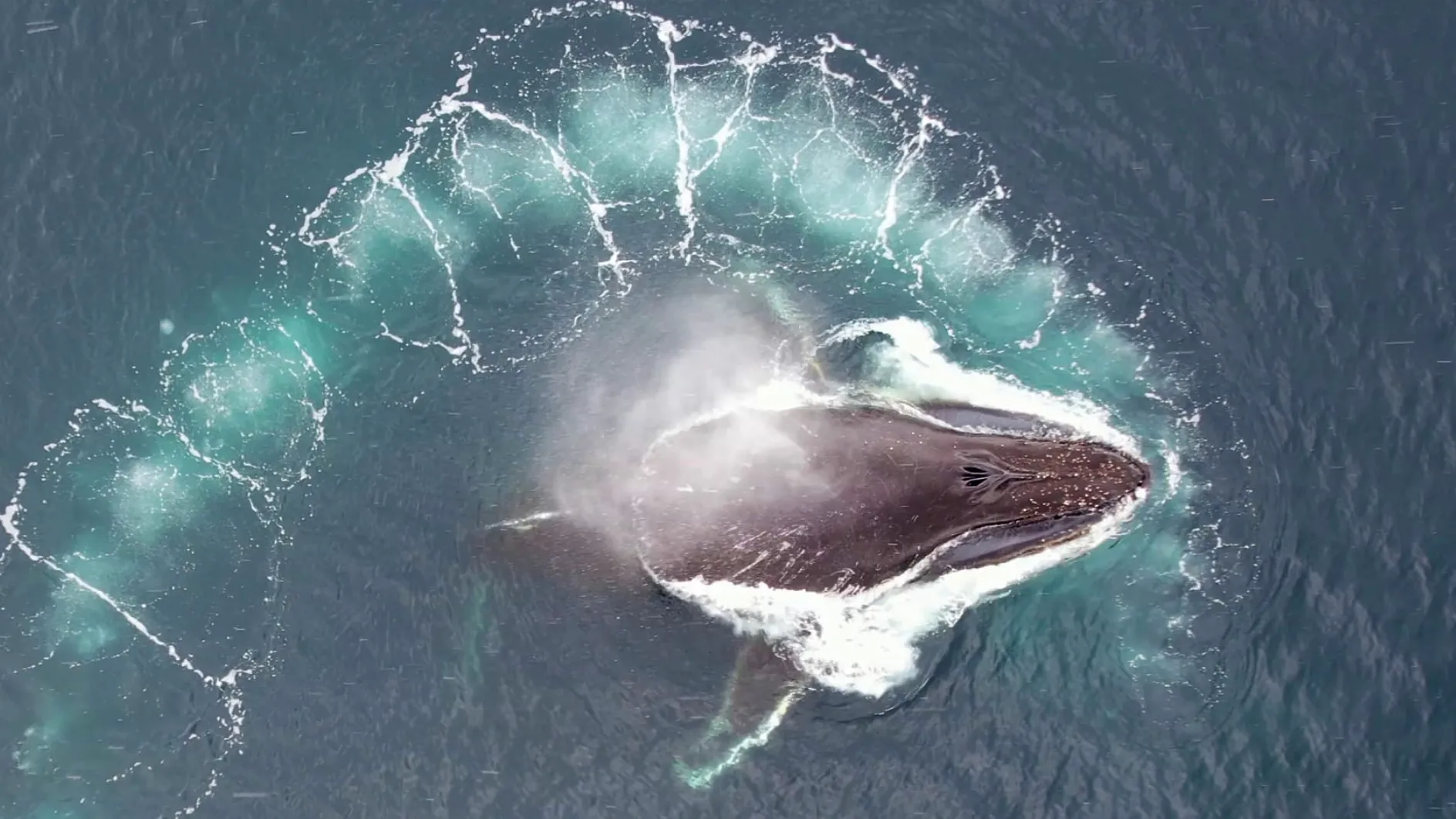 Українські полярники вже ідентифікували вже понад 1000 китів