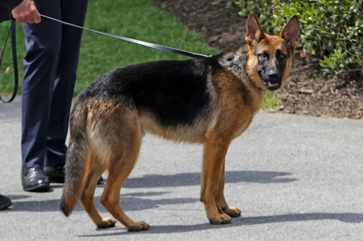 Собака Командор Собака Командор