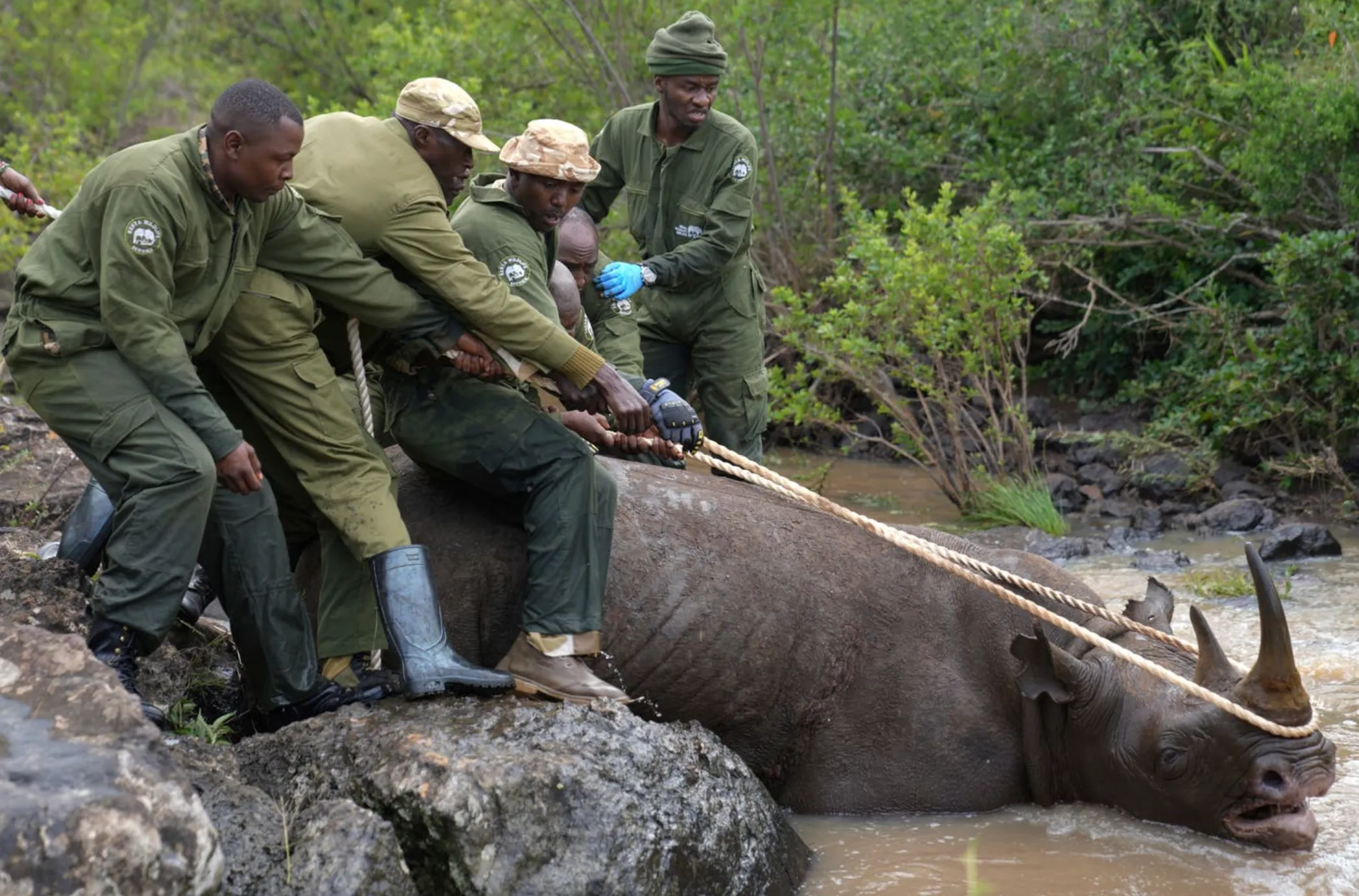 В Кению на травянистое плато вернулись носороги, которых там не видели десятилетиями