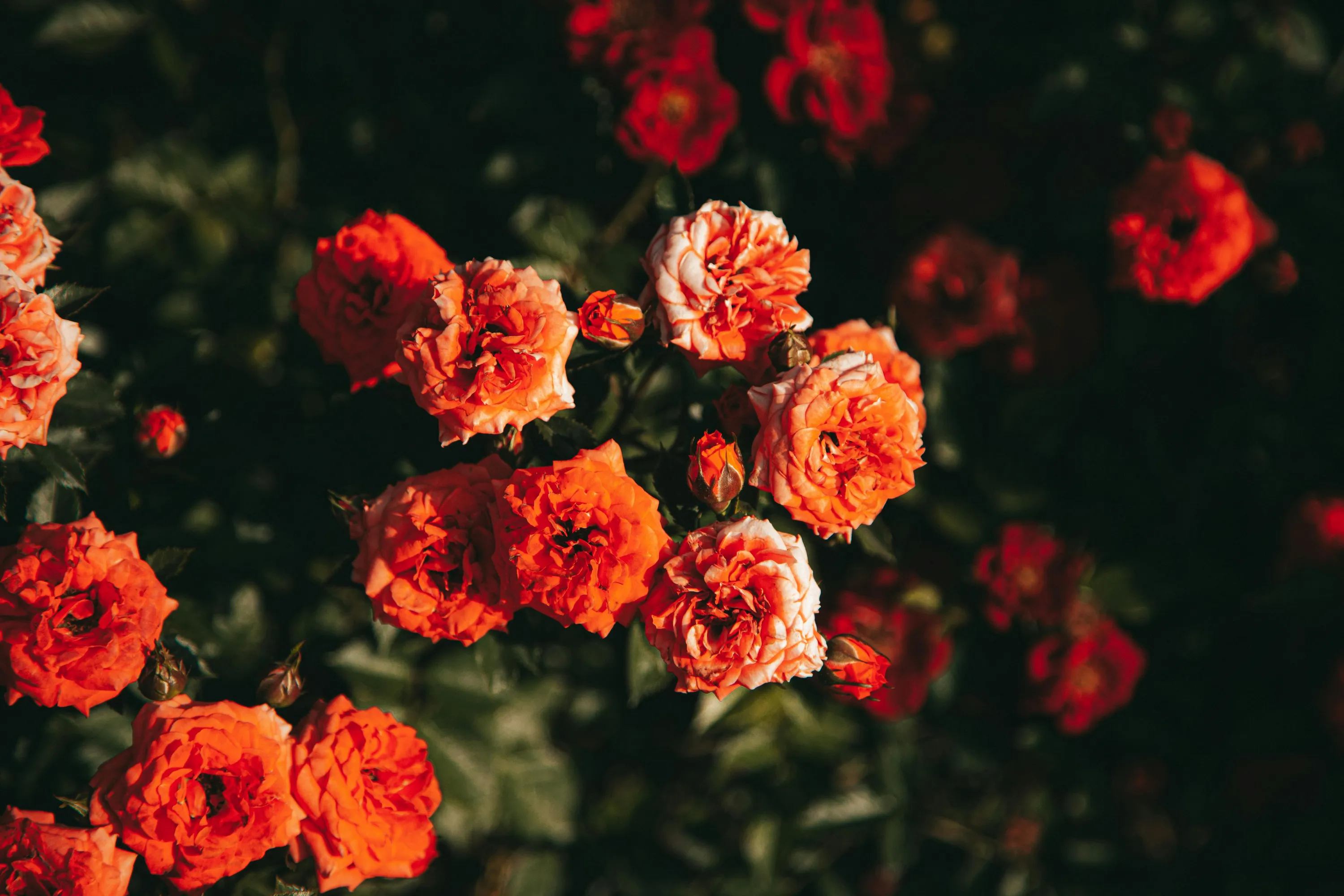 Важные детали по обрезке роз весной 