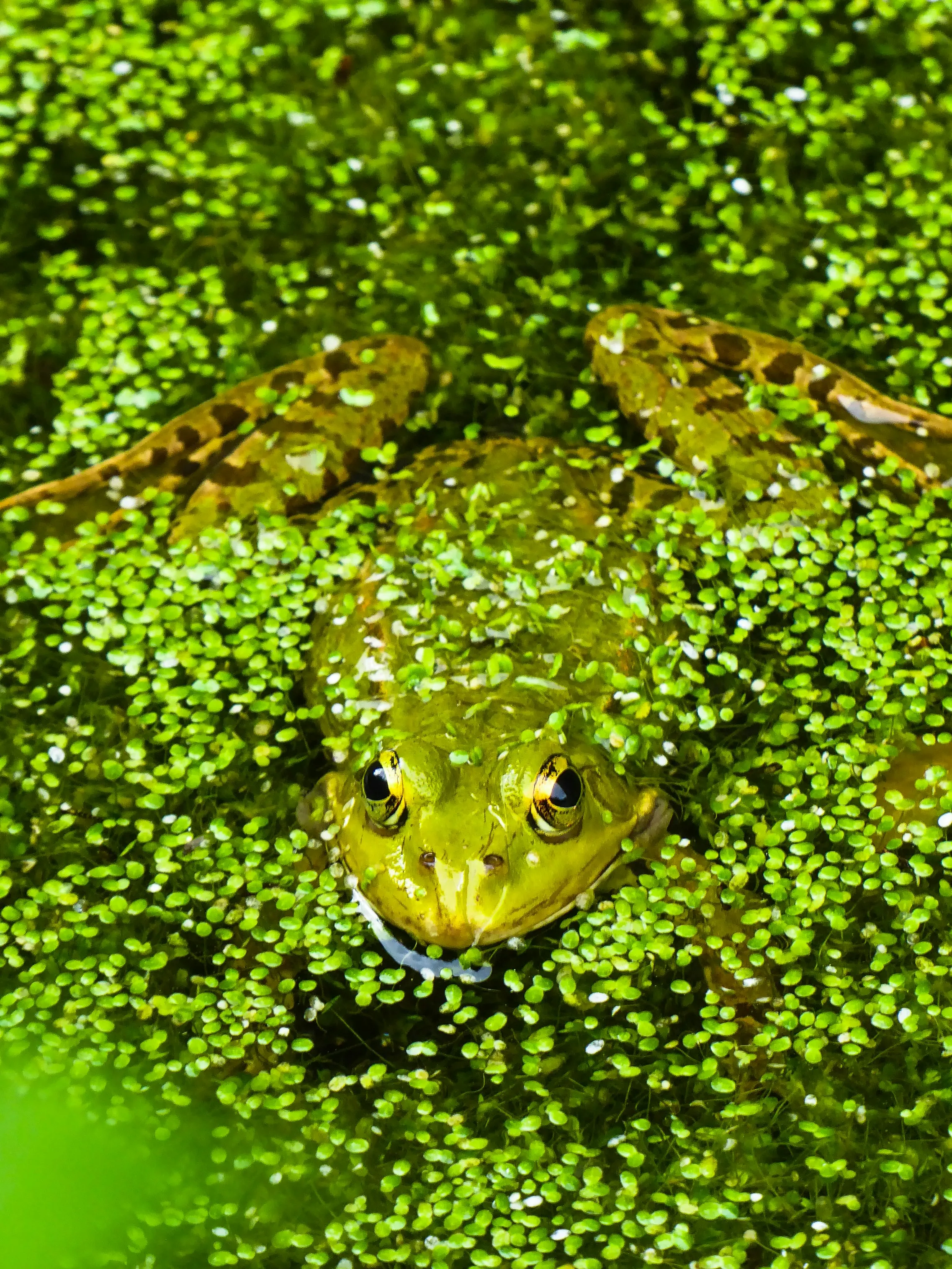Зоозахисники вимагають від європейських урядів обмежити імпорт жаб’ячих лапок