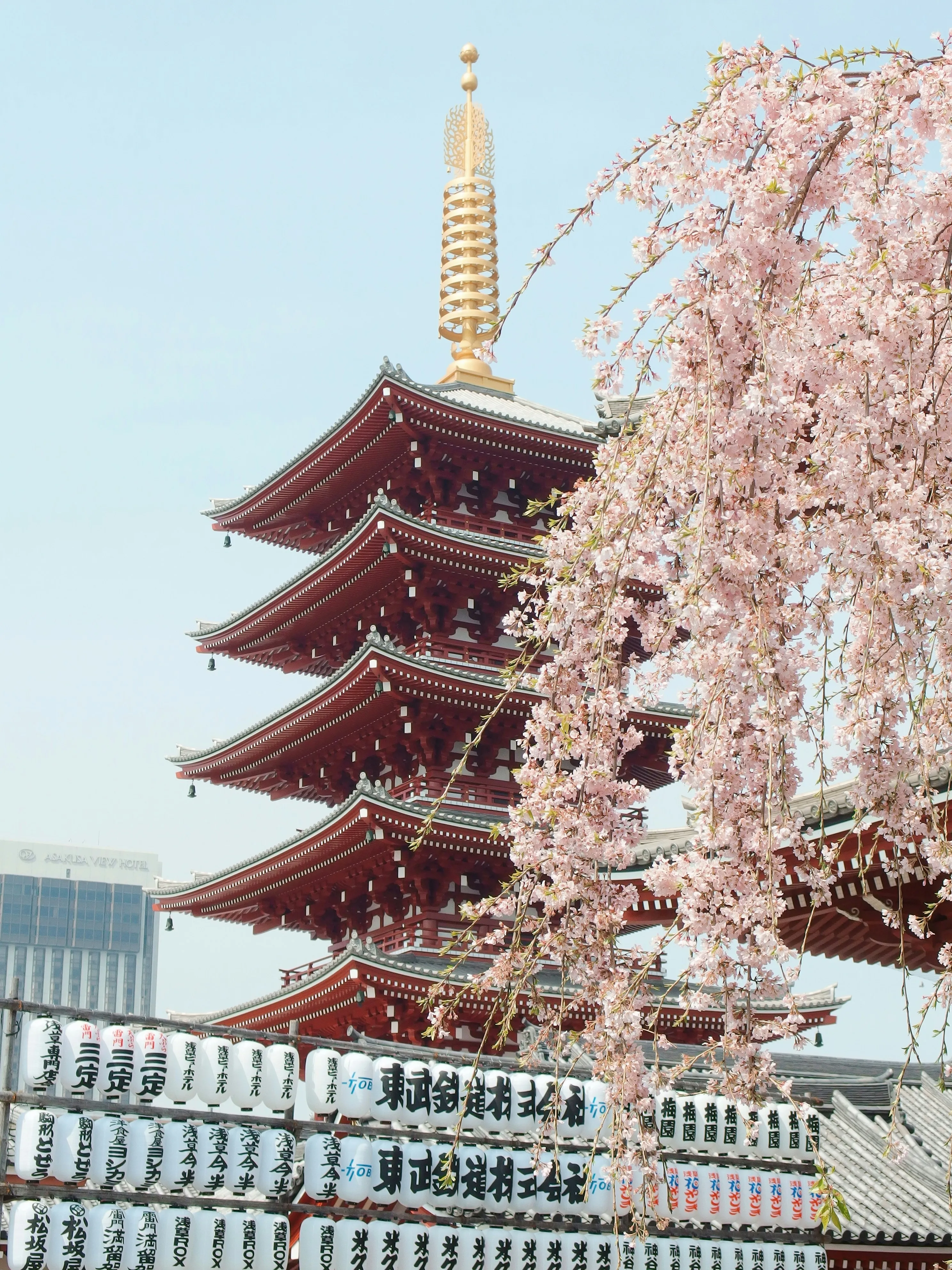 В Японии обеспокоены ранним цветением сакуры 