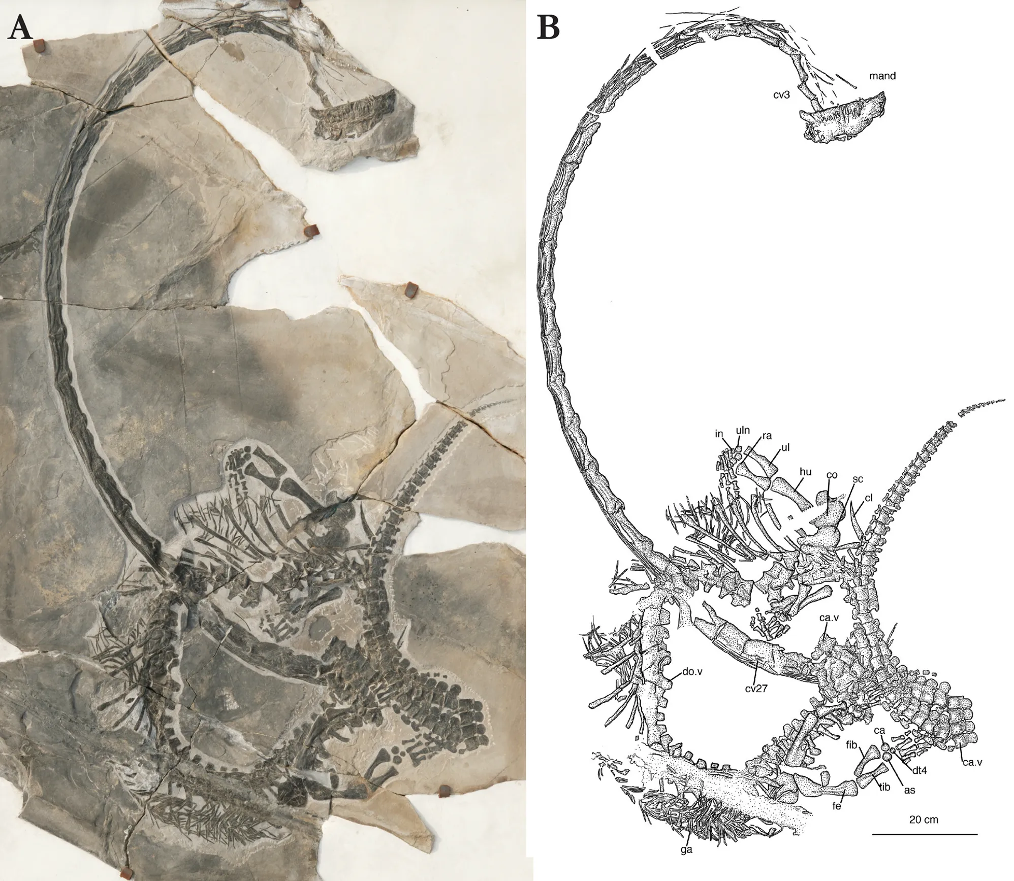 Dinocephalosaurus orientalis Dinocephalosaurus orientalis