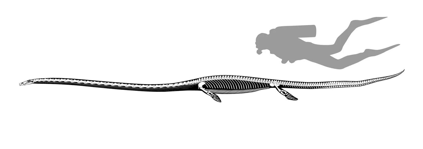 Dinocephalosaurus orientalis Dinocephalosaurus orientalis