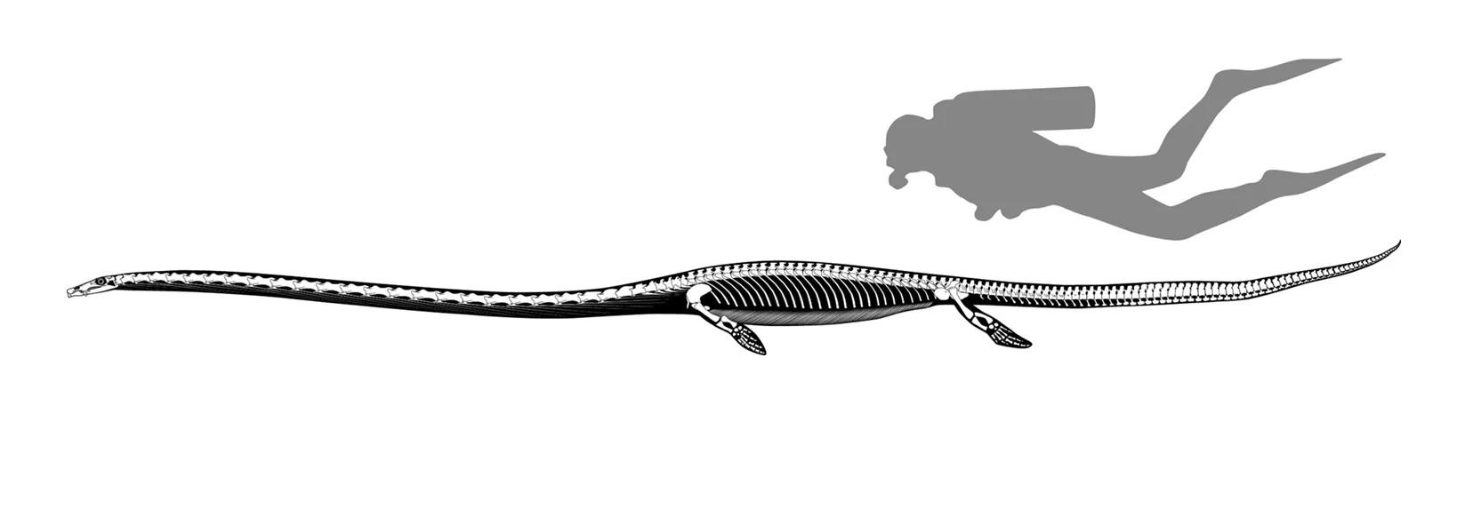 Dinocephalosaurus orientalis 