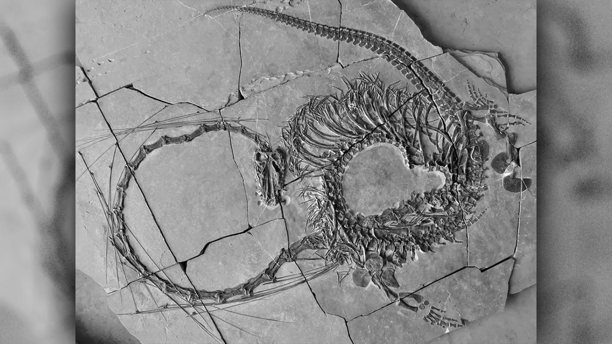 Окаменелость, названная китайским драконом, датируется 240 миллионами лет Окаменелость, названная китайским драконом, датируется 240 миллионами лет