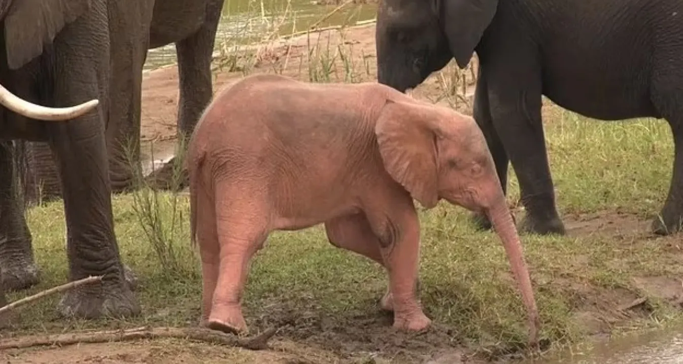 Розовый слоненок родился с альбинизмом