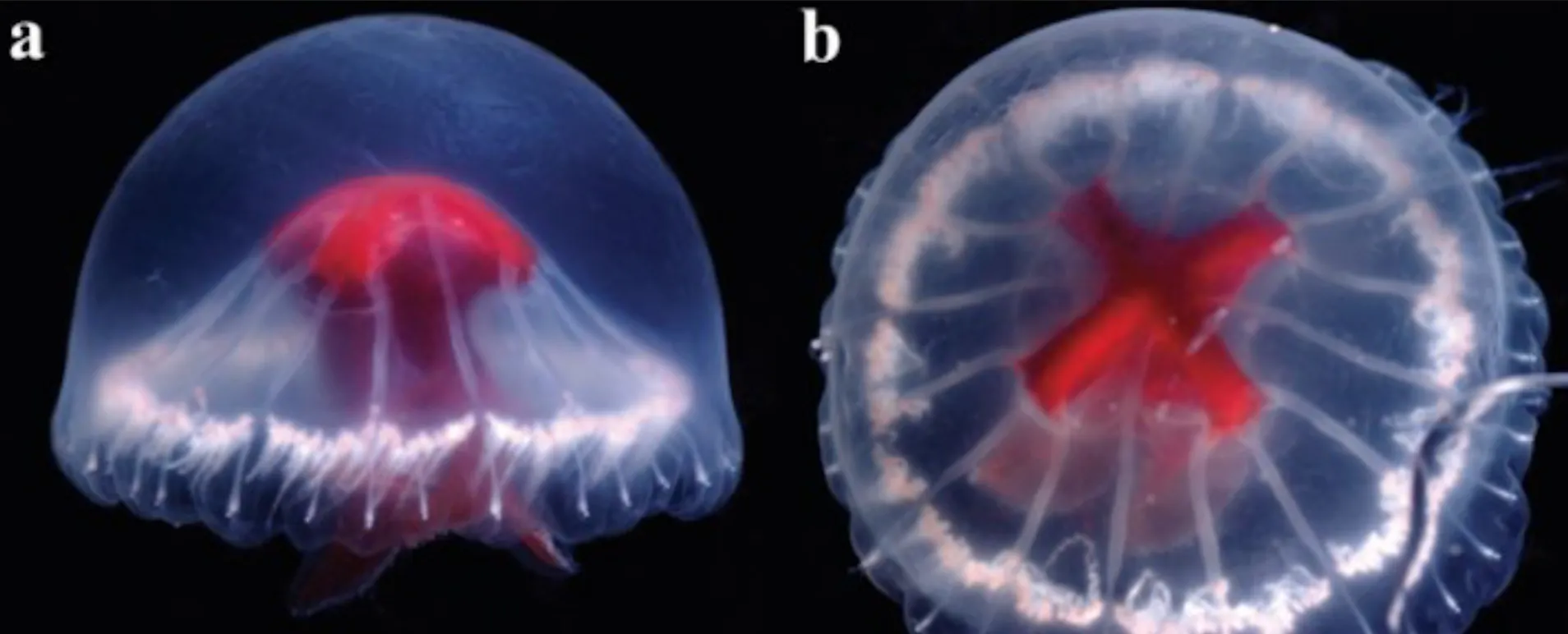 Ученые у берегов Японии обнаружили новый вид медуз с неизвестным ядом