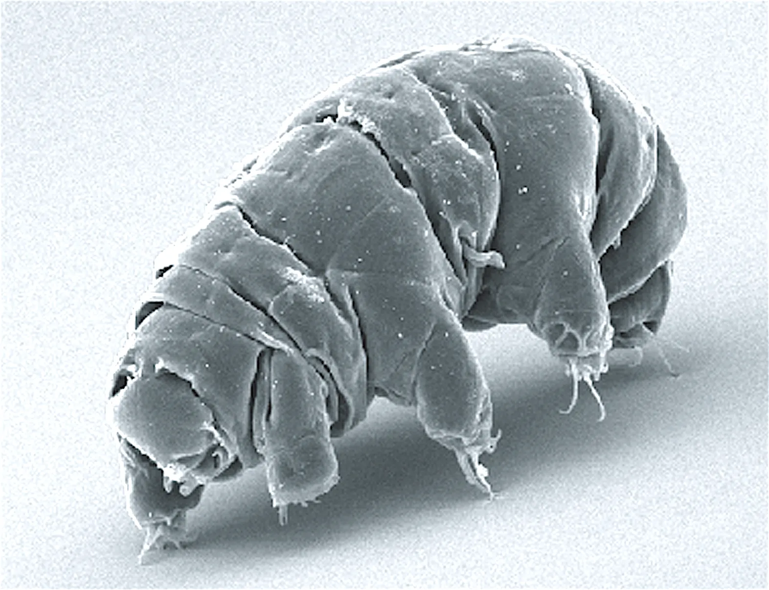 tardigrades tardigrades