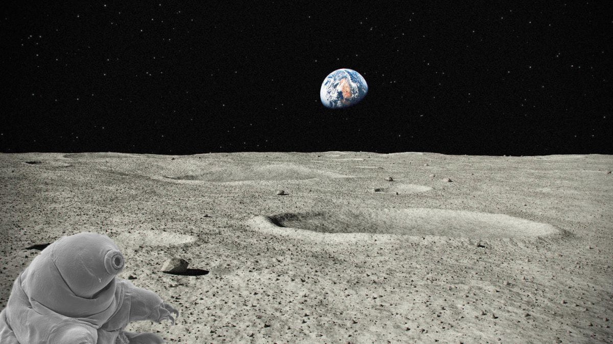 Могли ли тихоходы выжить на Луне