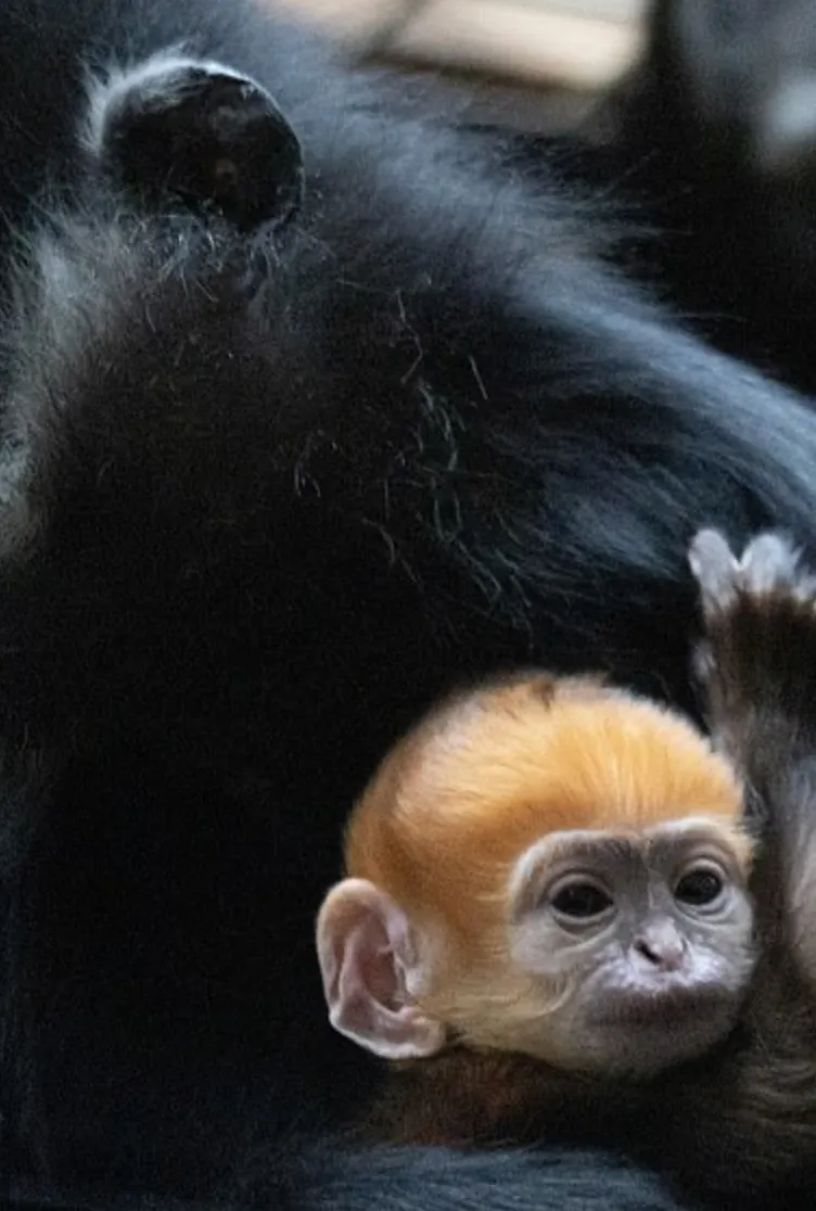 В зоопарке Бедфордшира родился детеныш обезьяны с ярко-оранжевым мехом 