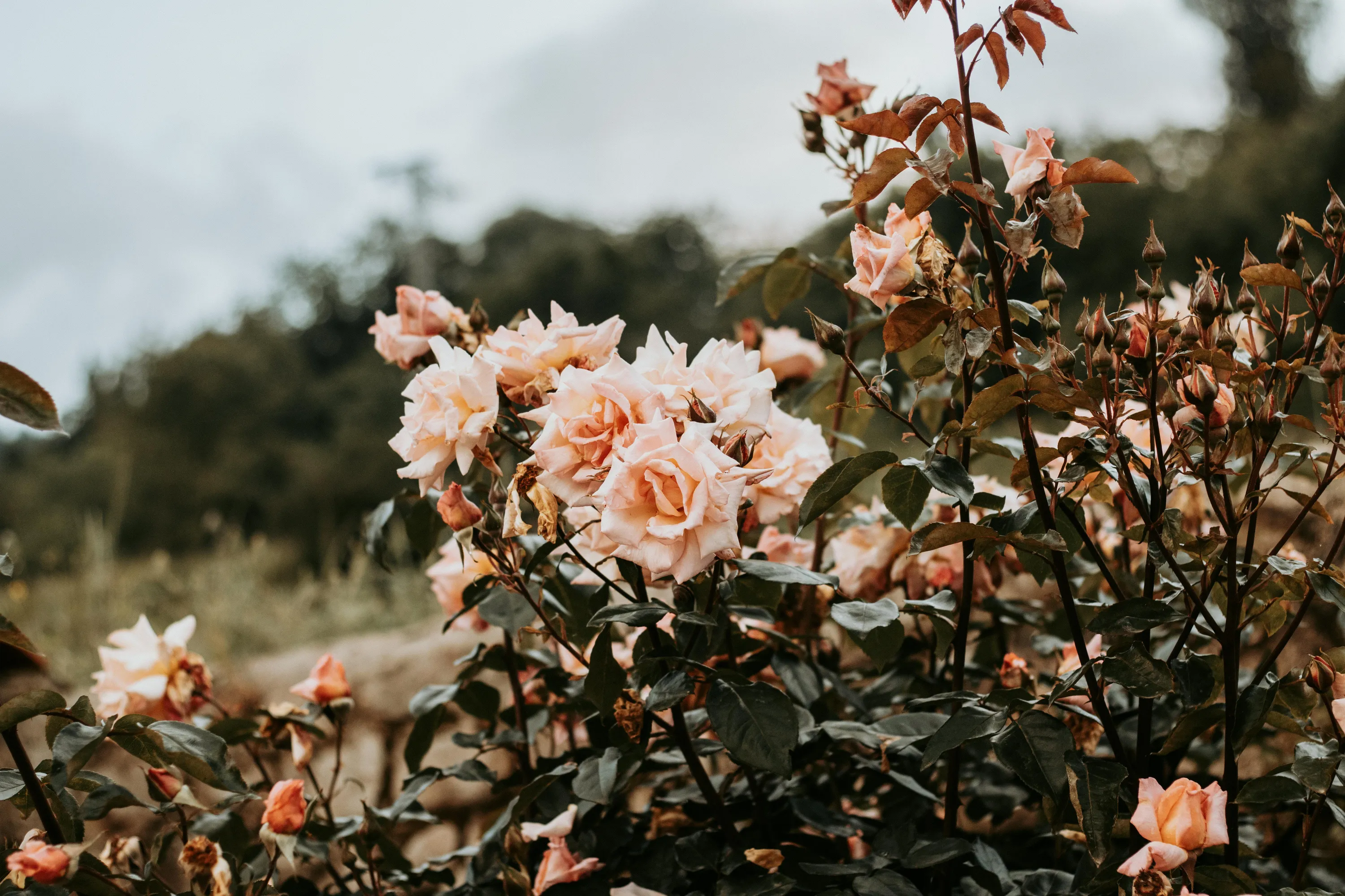 Список растений, которые надо обрезать в марте 