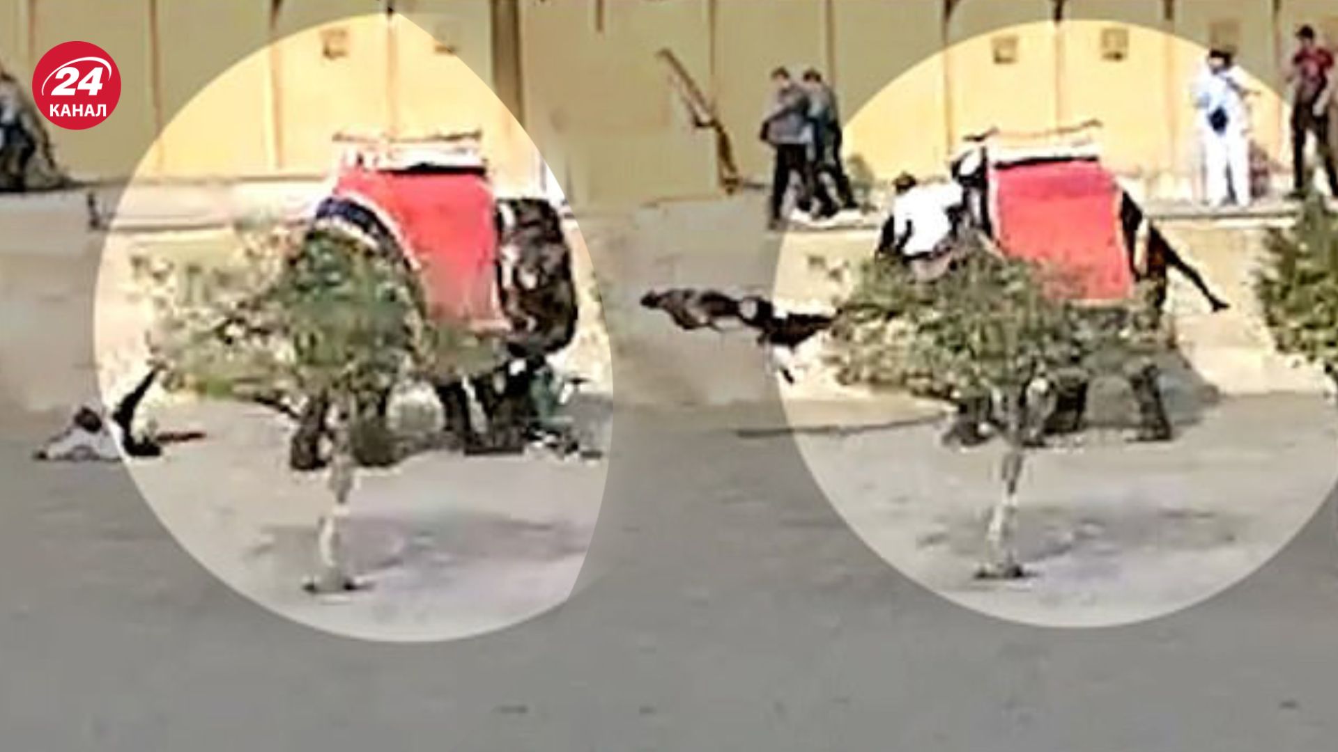 Слон кинув росіянку в Індії та зламав їй ногу Слон кинув росіянку в Індії та зламав їй ногу